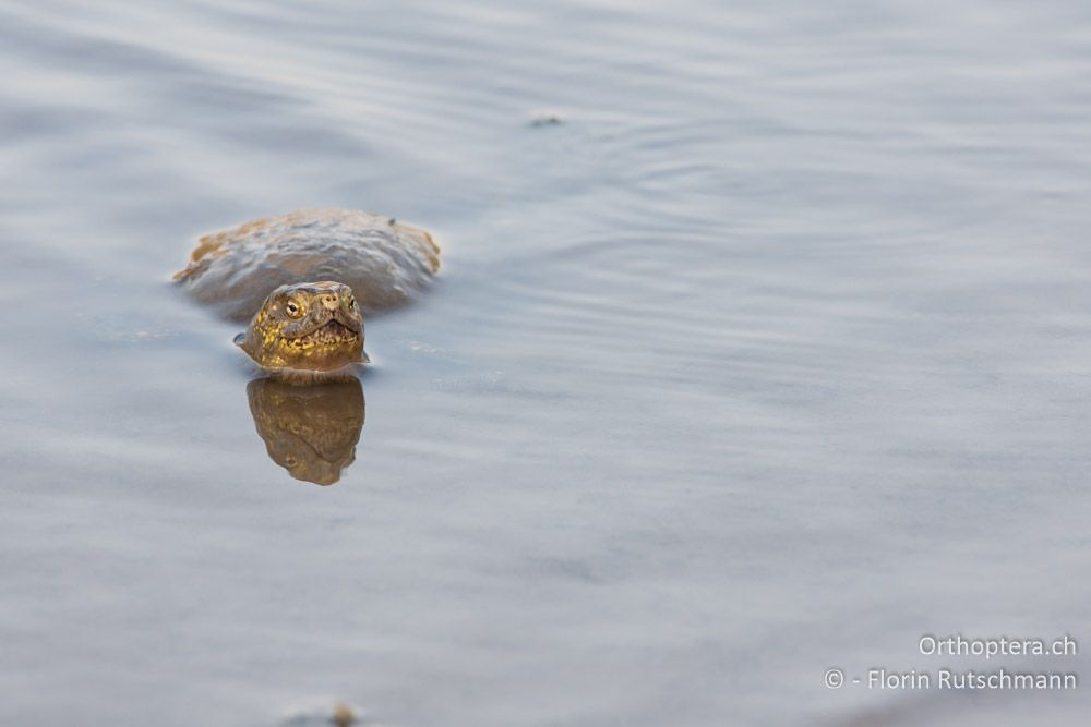 Europäische Sumpfschildkröte (Emys orbicularis) - Kalodiki-See, 08.07.2012