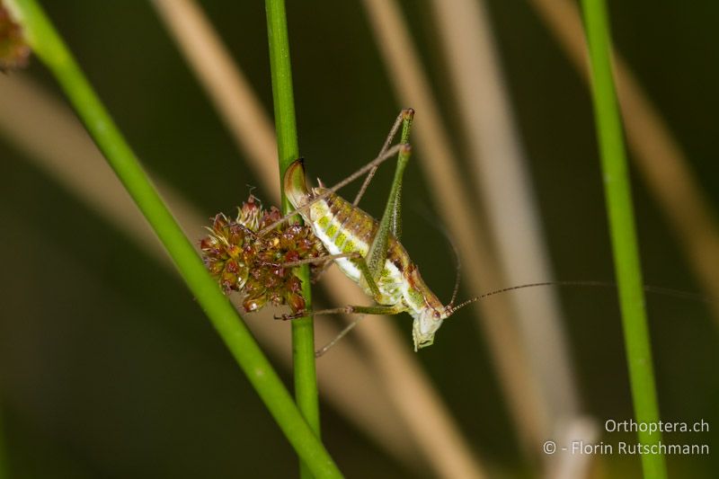 Leptophyes albovittata ♀ - GR, Zentralmakedonien, Mt. Olymbos, 27.06.2013