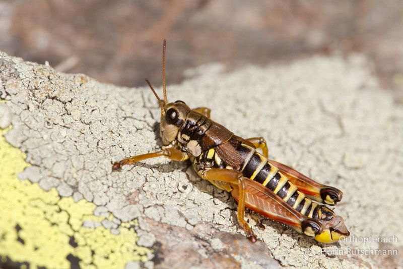 Podisma pedestris ♂ - CH, GR, Bernina Pass, 20.09.2013