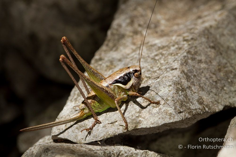 Weibchen von Pholidoptera littoralis littoralis - IT, Friaul-Julisch Venetien, Triest, 09.06.2014