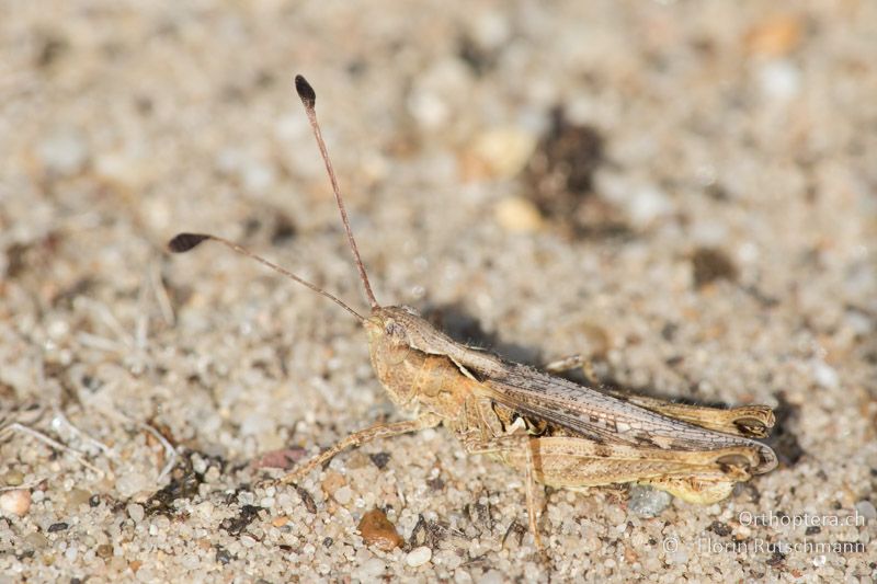 Myrmeleotettix antennatus ♂ - HU, Südliche Grosse Tiefebene, Kecskemét, 08.07.2016