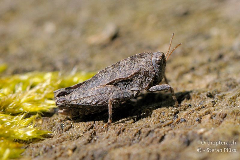 Tetrix kraussi ♂ - CH, SH, Hemmental, 16.05.2009