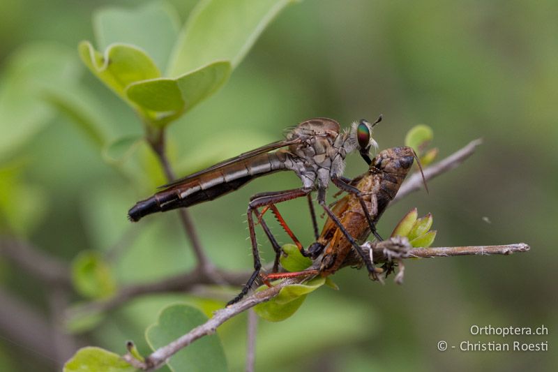 Raubfliege mit Heuschrecke als Beute - SA, Limpopo, Mutale, Pafuri River Camp, 02.01.2015