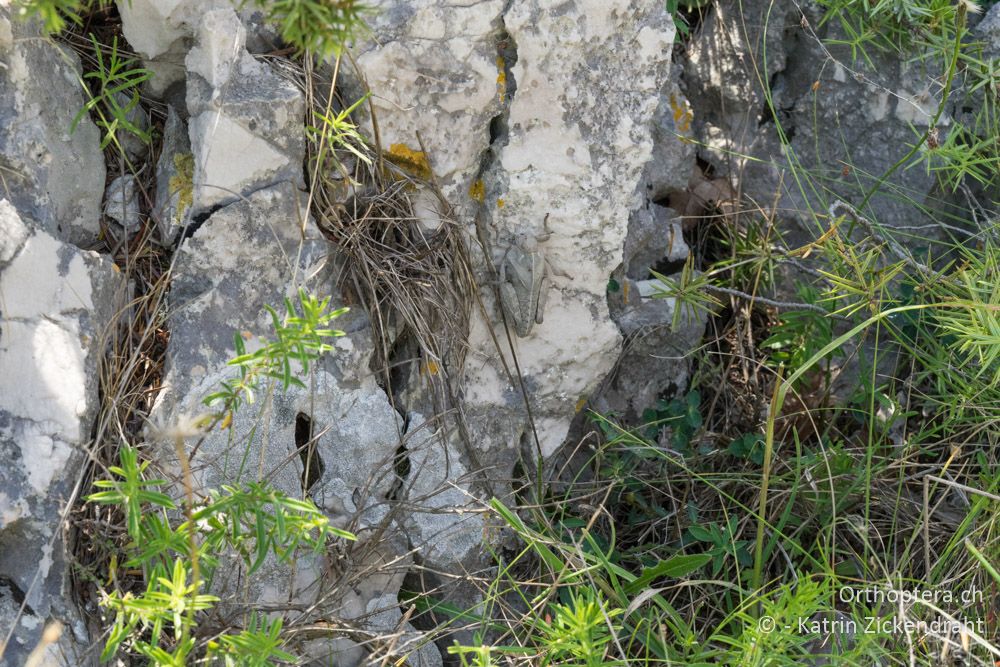 Wo steckt sie, die Larve von Prionotropis hystrix hystrix ♀ ? - HR, Istrien, Skitača, 24.06.2016