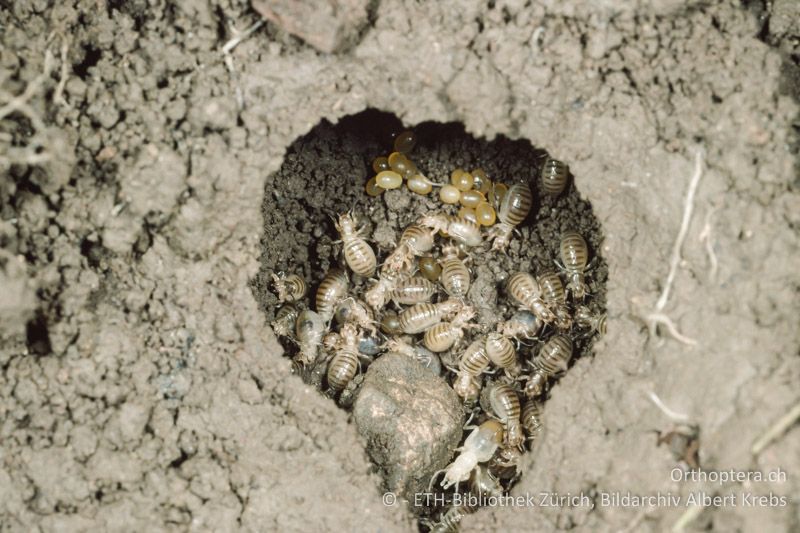 Schlüpfende Larven von Gryllotalpa gryllotalpa - CH, ZH, Agasul, 2001