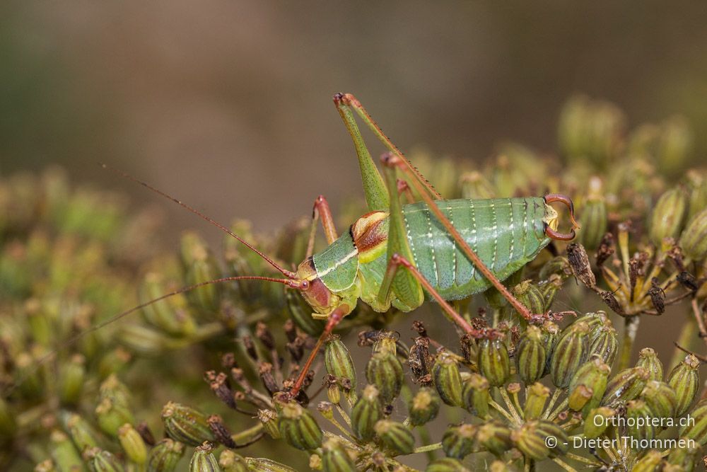 Barbitistes yersini ♂ - HR, Istrien, Račja Vas, Dol, 24.07.2015