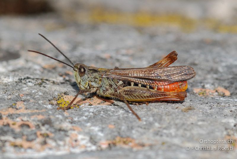 ♂ Hybrid zwischen Chorthippus brunneus und Chorthippus eisentrauti - CH, GR, San Bernardino, 23.08.2009