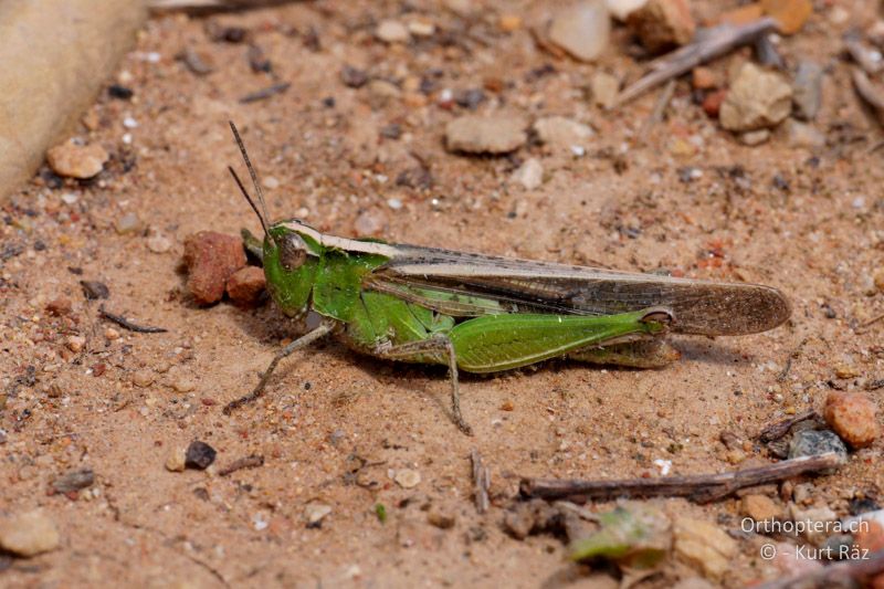 Aiolopus puissanti ♀ - FR, Grube bei St. Gilles, 10.07.2014