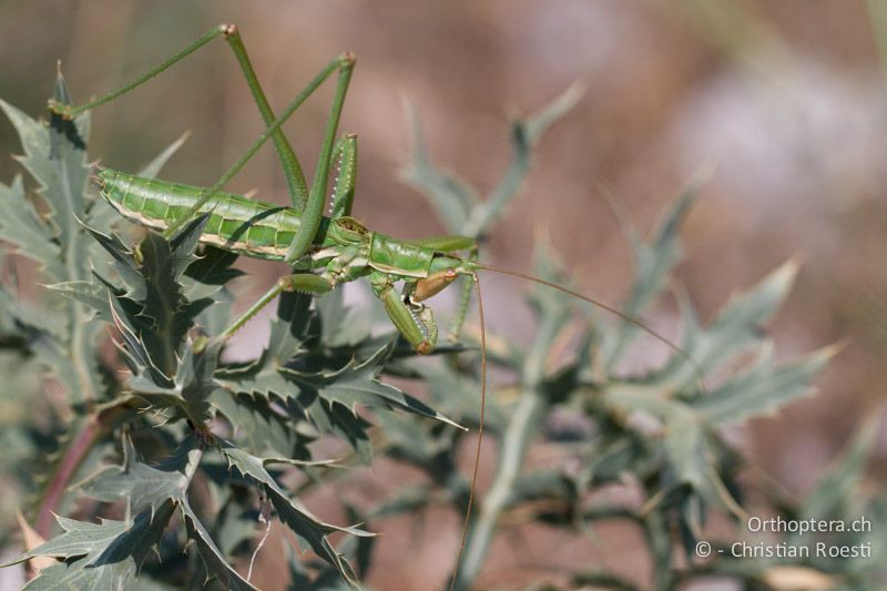 Saga rammei ♂ - GR. Zentralmakedonien, Alistrati, 07.07.2013