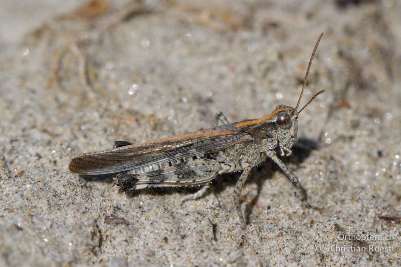 Epacromius tergestinus ponticus ♂ - CH, VS, Salgesch, 11.08.2013