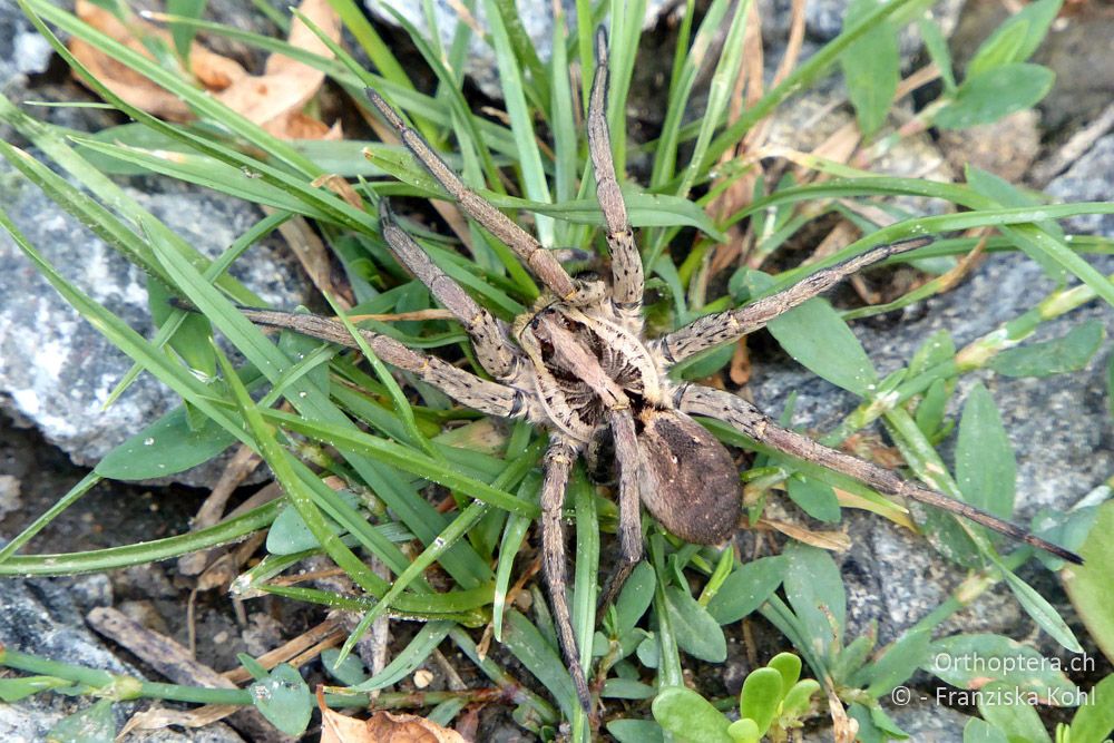 Wolfsspinne ♀ - BG, Chaskowo, Matochina, 09.07.2018