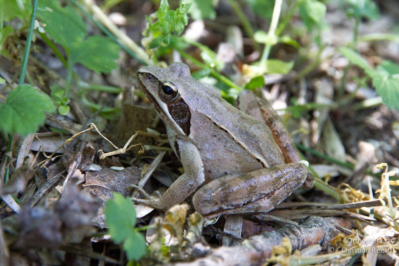 Springfrosch (Rana dalmatina) bei Malak Preslavets, 13.05.2012