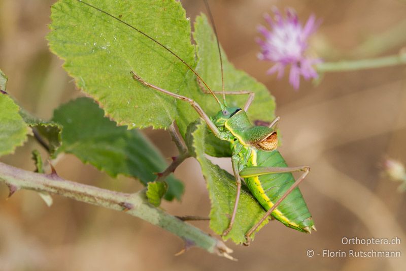 Ephippiger ephippiger ♂ - GR, Ostmakedonien, Rhodopen, 22.07.2013