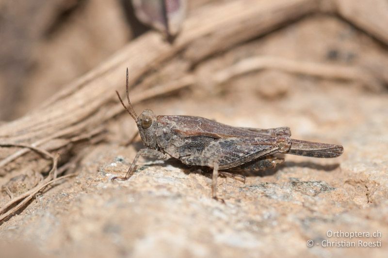 Tetrix bolivari ♂ - FR, Alpes-de-Haute-Provence, Curbans, 01.05.2009