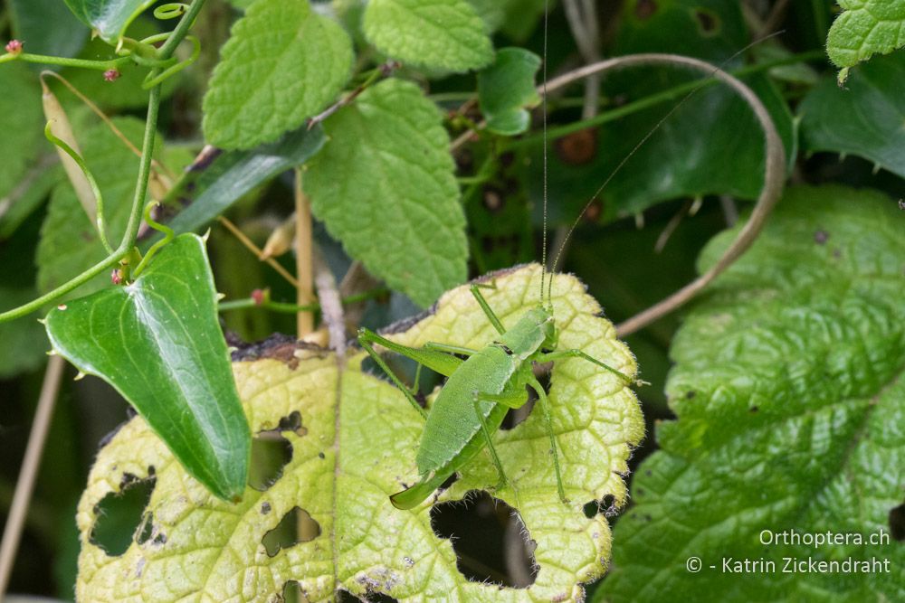 Leptophyes boscii ♀ - HR, Istrien, Rebići, 19.06.2016