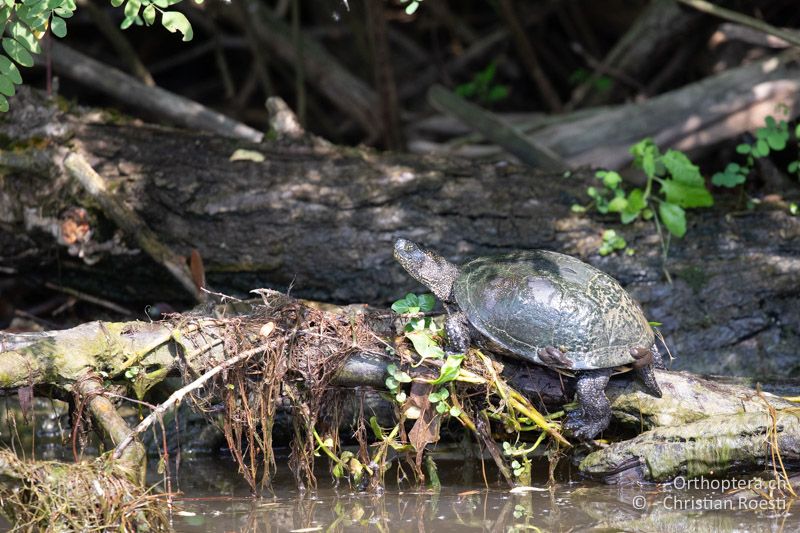 Europäische Sumpfschildkröte