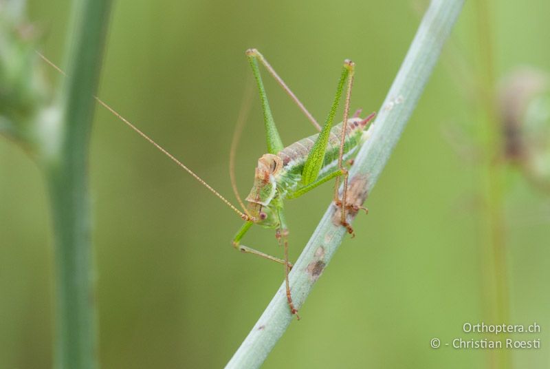 Singendes ♂ von Leptophyes albovittata - AT, Burgenland, Breitenbrunn, 29.06.2010