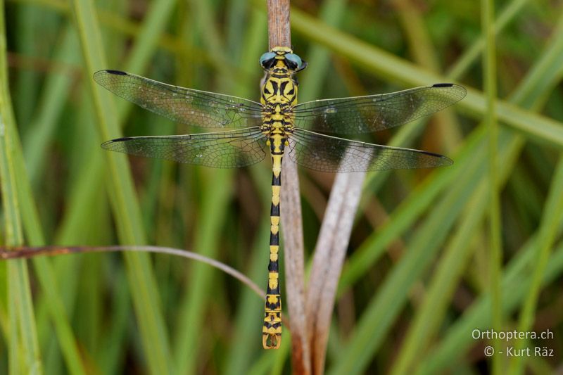 Kleine Zangenlibelle (Onychogomphus forcipatus) ♂ - FR, Canal de Vergière, 07.07.2014