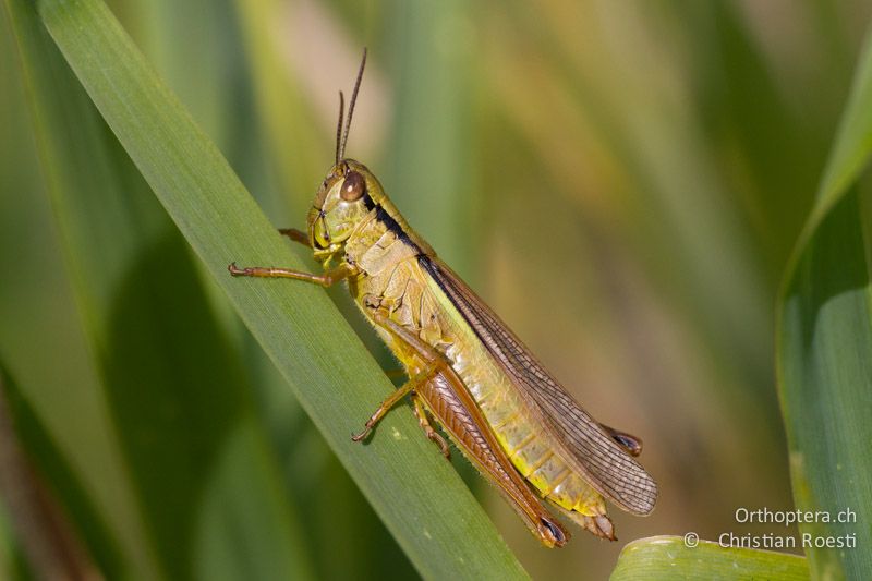 Mecostethus parapleurus ♀ - CH, VD,Cudrefin, 06.09.2013