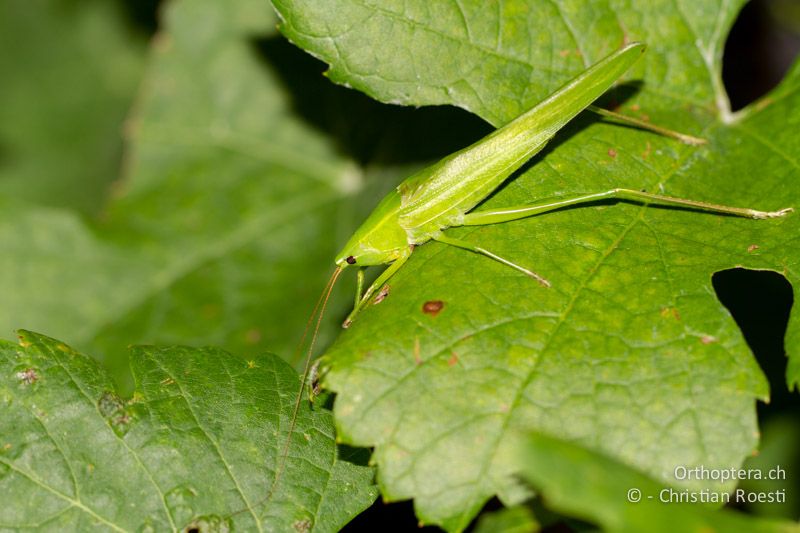 Ruspolia nitidula ♂ - CH, TI, Ponte Tresa, 02.09.2013