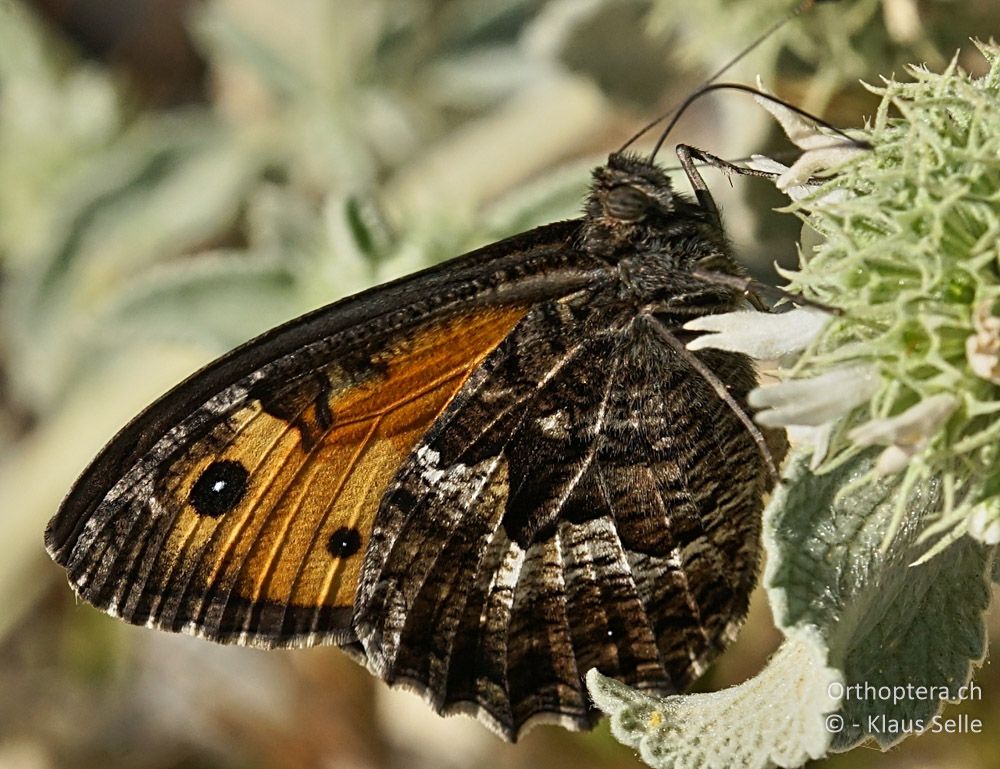 Ockerbindiger Samtfalter (Hipparchia semele) - HR, Cres, Merag, 21.06.2016