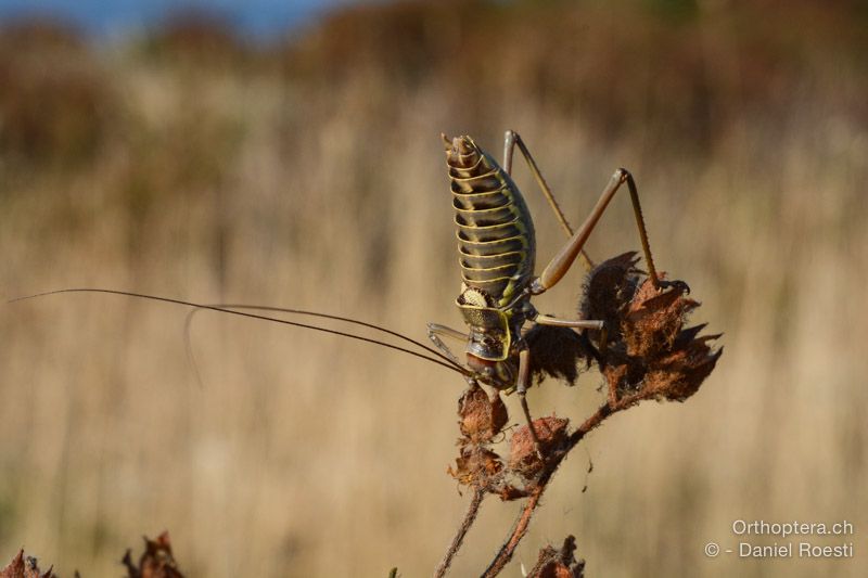 Ephippiger discoidalis ♂ in Obeliskstellung - HR, Istrien, Premantura, 22.07.2015