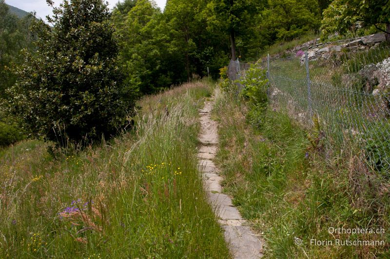 Halbtrockenrasen mit Böschung und Waldrand als Larvallebensraum - CH, TI, Mergoscia, 11.05.2011