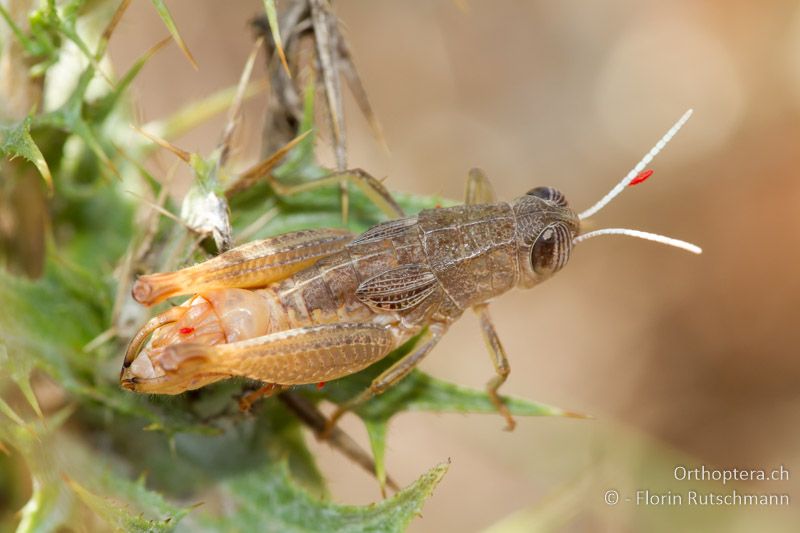 Paracaloptenus caloptenoides ♂ - GR, Epirus, Ampelia, 11.07.2011