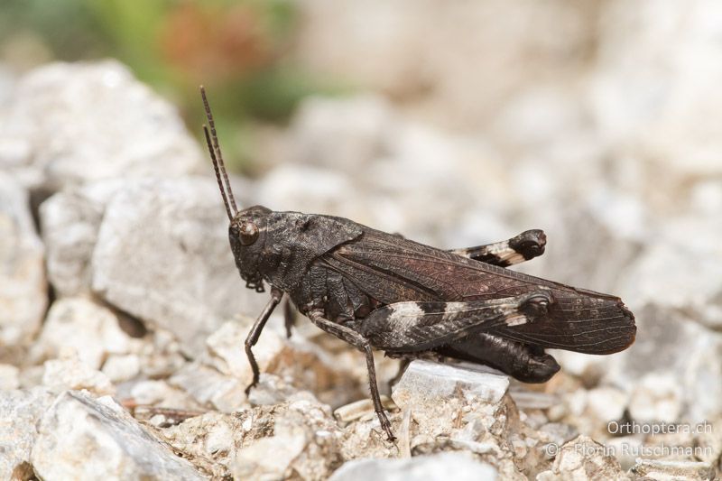 Psophus stridulus ♂ - AT, Vorarlberg, Grosses Walsertal, 26.09.2012