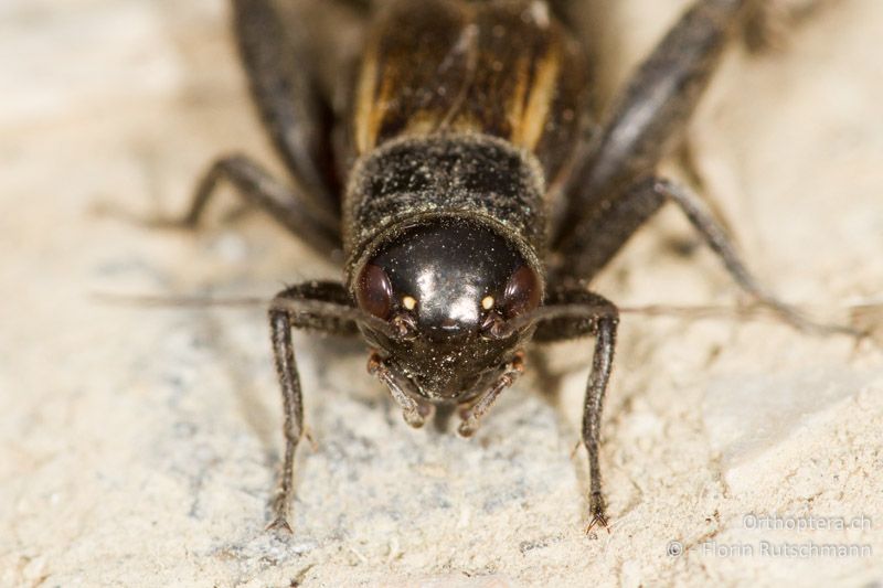 Porträt von Melanogryllus desertus ♂ - HR, Istrien, Potpićan, 12.06.2014