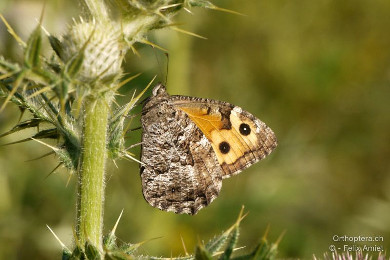 Rostbinde - HR, Istrien, Boljunsko Polje, 20.07.2015