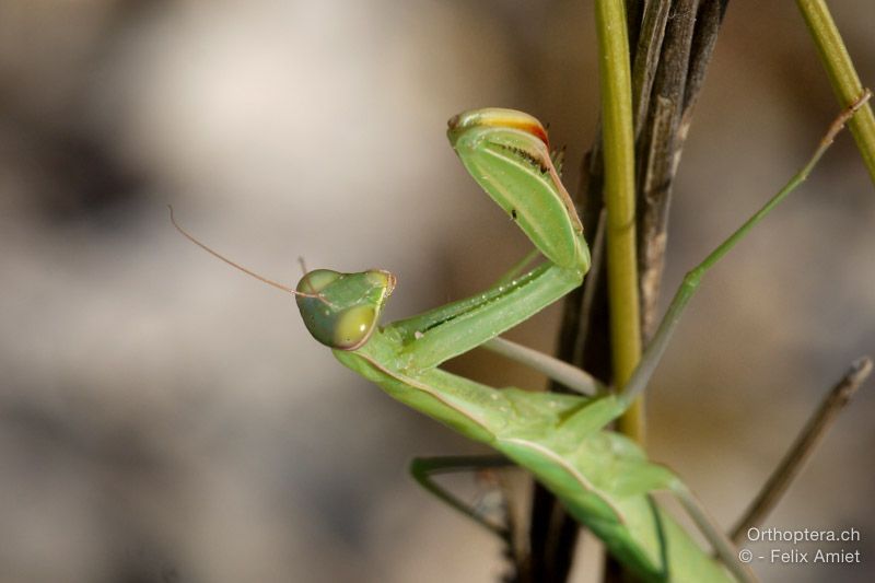 Gottesanbeterin, Mantis religiosa - HR, Istrien, Premantura, 22.07.2015