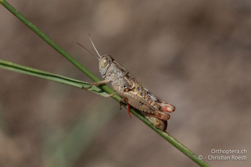 Paracaloptenus caloptenoides ♂ - RU, Dobrudscha, Babadag-Wald, 14.07.2021