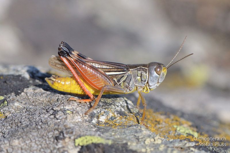 Kleine Höckerschrecke (Arcyptera microptera) ♂ - GR, Westmakedonien, Pisoderi am Mt. Varnous, 12.07.2017