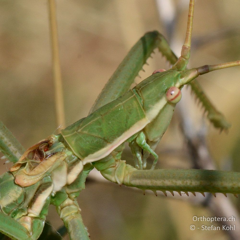 ♂ der Sägeschrecke Saga campbelli - GR, Zentralmakedonien, Mt. Hortiatis, 04.07.2013