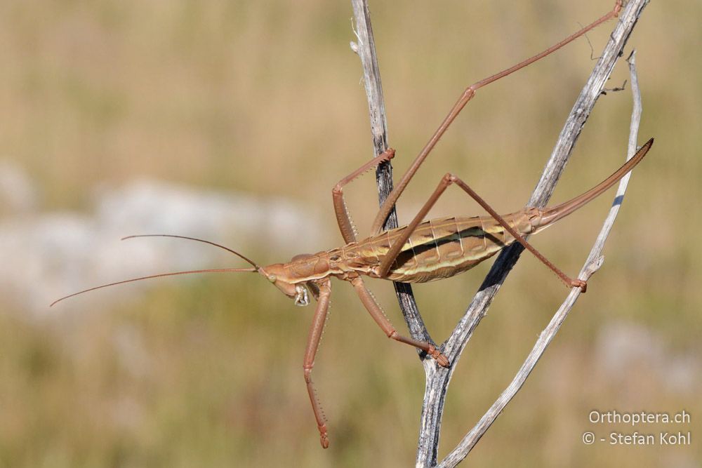 Saga pedo ♀ - HR, Istrien, Mala Učka, 21.07.2015