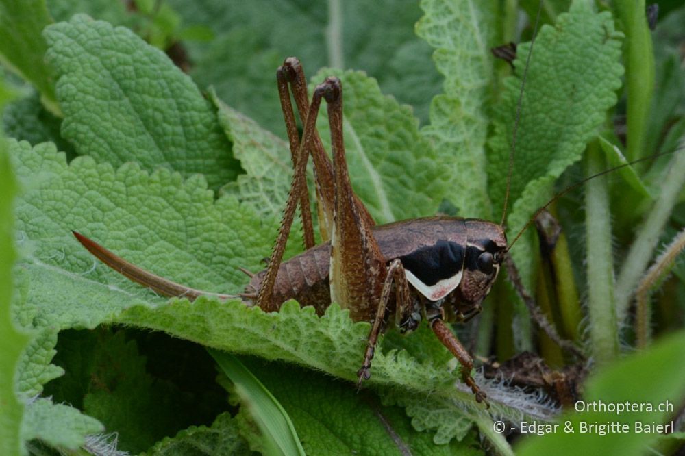 Pholidoptera femorata ♀ - HR, Istrien, Mutvoran, 20.06.2016