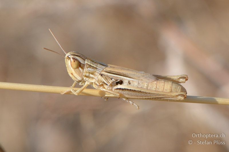 ♀ des Dickkopf-Grashüpfers (Euchorthippus declivus) - GR, Thessalien, Meteora, 13.07.2013