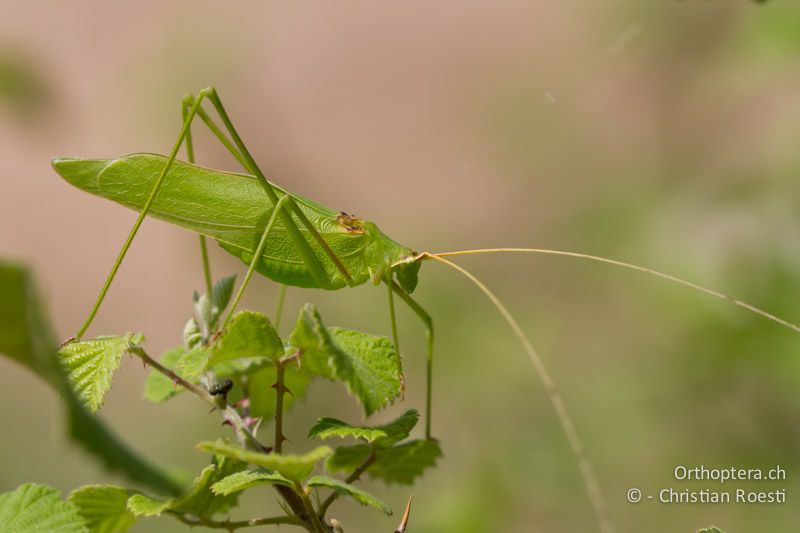 Acrometopa syriaca ♂ - GR, Zentralmakedonien, Volvi-See, 05.07.2013