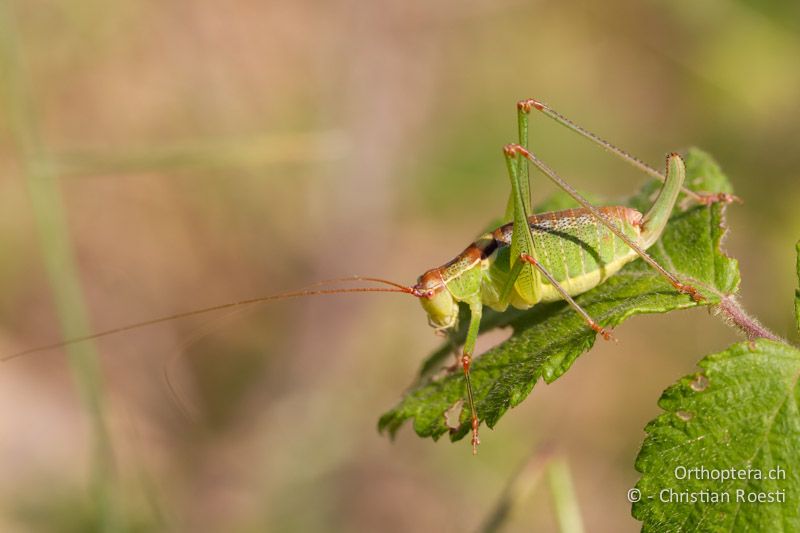 Ancistrura nigrovitatta ♀ - GR, Ostmakedonien, Mt. Pangion, 06.07.2013