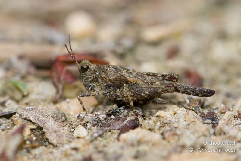 Tetrix ceperoi ♂ - GR, Zentralmakedonien, Dorjan-See, 09.07.2013