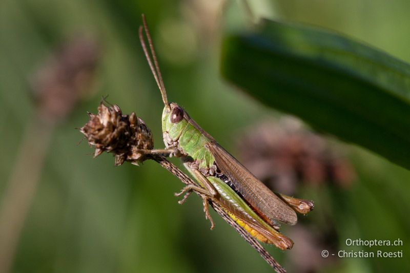 Chorthippus dorsatus ♂ - CH, TI, Coldrerio, 03.09.2013