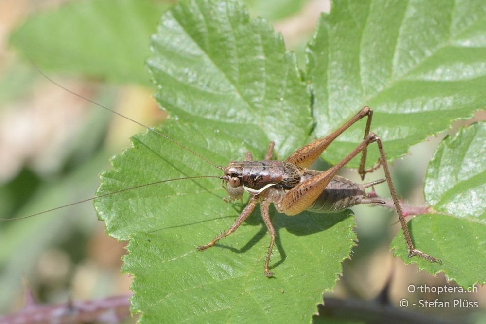 Pachytrachis gracilis ♂ - HR, Istrien, Vela Učka, 20.07.2015