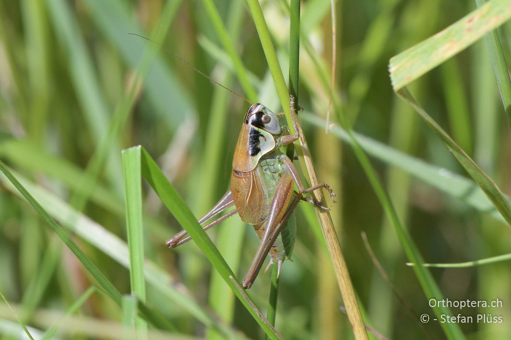 Pholidoptera frivaldszkyi ♂ - BG, Sofia, Kopriwschtiza, 11.07.2018