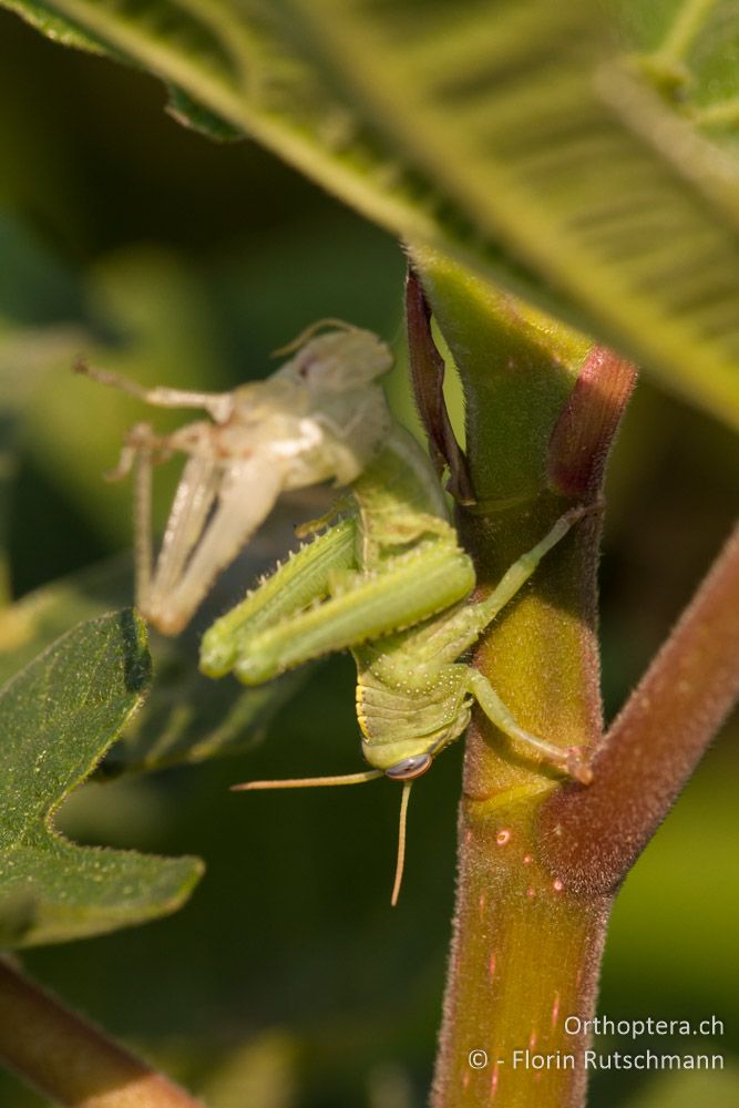 Ein kräftiger Schlag mit dem Hinterschenkel und die alte Haut fliegt in weitem Bogen davon. Ägyptische Vogelschrecke (Anacridium aegyptium) bei der Häutung - Westlich von Paramythia, 11.07.2011