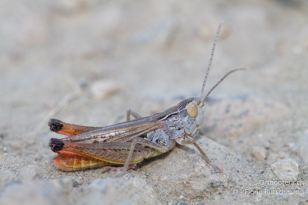 Männchen von Stenobothrus fischeri - Mt. Vernon, 17.07.2011