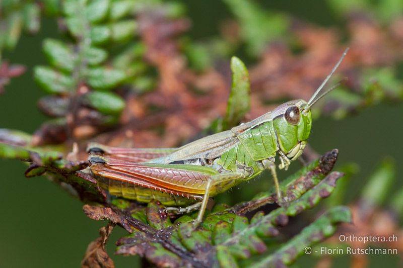 Pseudochorthippus parallelus ♀ - CH, TI, Mugena, 21.08.2011