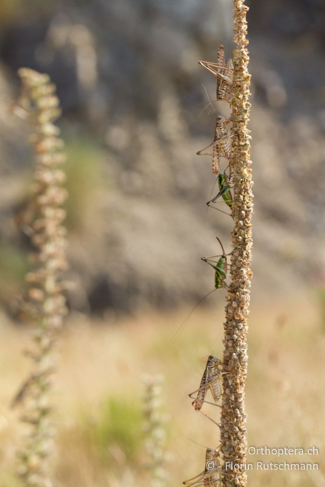 Wir waren zur rechten Zeit am richtigen Ort - Es wuselte nur so am Strassenrand (Decticus albifrons und Eupholidoptera chabrieri) - Igoumenitsa, 08.07.2012