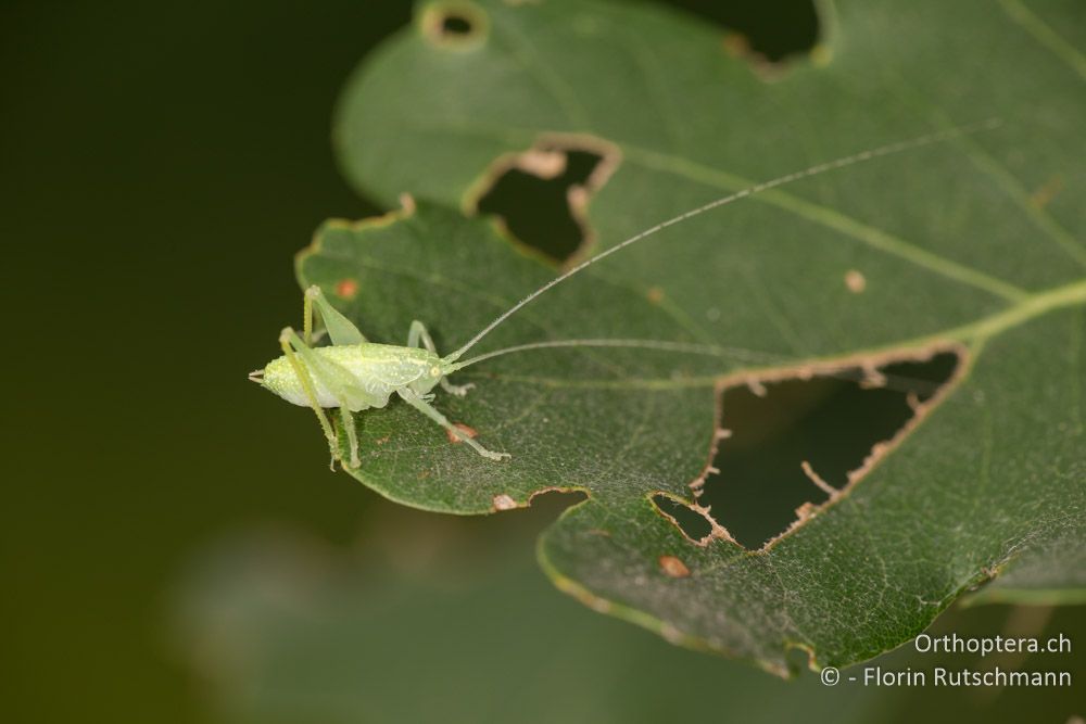 Larve der Schildförmigen Eichenschrecke (Cyrtaspis scutata) - HR, Istrien, Buzet, 25.07.2014