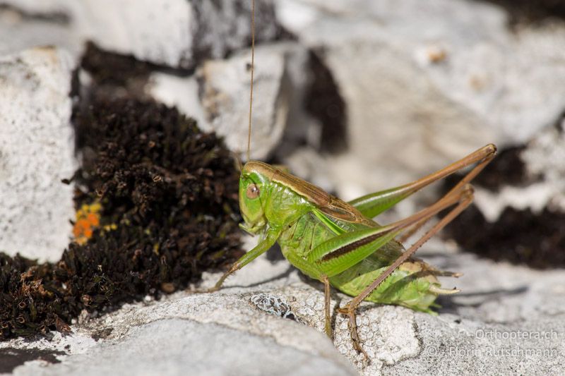 Bicolorana bicolor ♂ - IT, Marken, Sibyllini-Gebirge, 29.09.2014